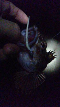 岡田浦漁港でのテトラ釣り、ガシラ3匹