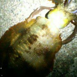 水温低下の厳しい串本　エギングでアオリイカ＆ヤリイカ