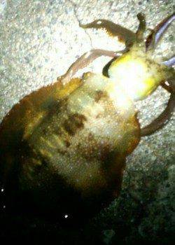 水温低下の厳しい串本　エギングでアオリイカ＆ヤリイカ