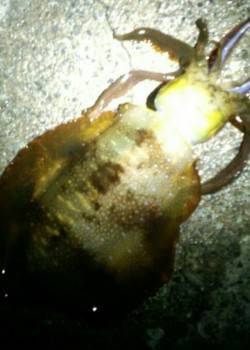 水温低下の厳しい串本　エギングでアオリイカ…