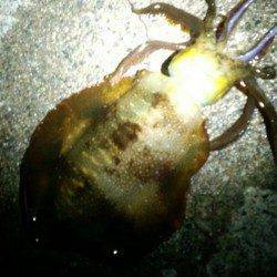 水温低下の厳しい串本　エギングでアオリイカ＆ヤリイカ