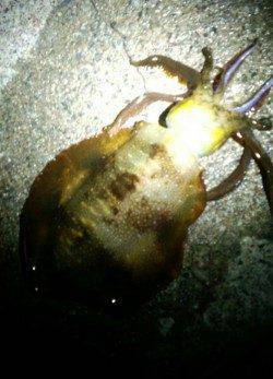 水温低下の厳しい串本　エギングでアオリイカ＆ヤリイカ