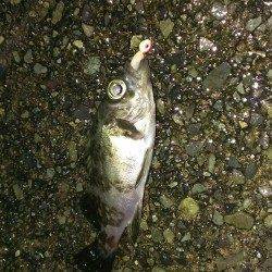 丹生エリアでのメバリング釣行