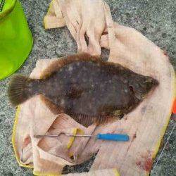 垂水漁港で投げ釣りをしながらタコ狙い　カレイにタコ