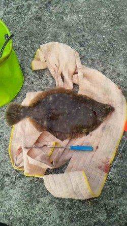 垂水漁港で投げ釣りをしながらタコ狙い　カレイにタコ