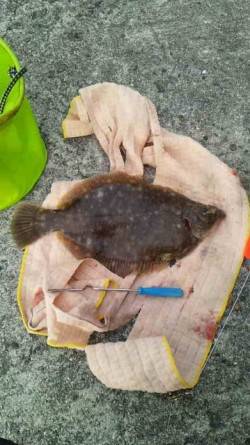 垂水漁港で投げ釣りをしながらタコ狙い　カレ…