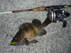 ワインドアクションで捕食スイッチON、今季最大のメバル♪