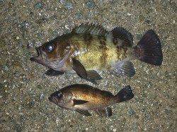 ワインドアクションで捕食スイッチON、今季最大のメバル♪