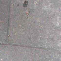 新浜漁港ベランダ南側にて探り釣り、ウミタナゴの釣果