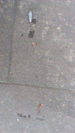 新浜漁港ベランダ南側にて探り釣り、ウミタナゴの釣果