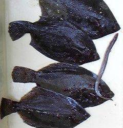 岸和田一文字　今日もカレイの釣果アリ