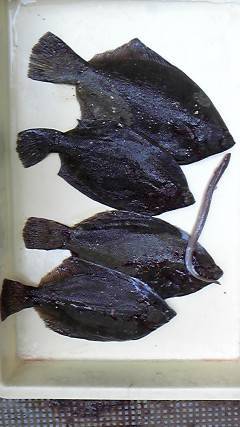 岸和田一文字　今日もカレイの釣果アリ