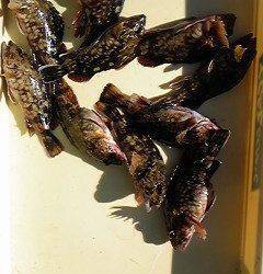 キビナゴでのウキ釣りでガシラ　20cmサイズです