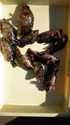 キビナゴでのウキ釣りでガシラ　20cmサイ…