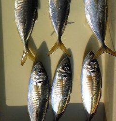 サビキで30cm前後のいいサイズのアジ　旧一文字赤灯