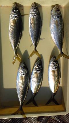 サビキで30cm前後のいいサイズのアジ　旧一文字赤灯