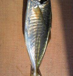 サビキで30cm前後のいいサイズのアジ　旧一文字赤灯