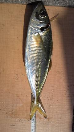 サビキで30cm前後のいいサイズのアジ　旧…