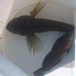 林崎〜明石港で投げ釣り&探り釣り　良型のアナハゼにアイナメ