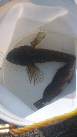 林崎〜明石港で投げ釣り&探り釣り　良型のアナハゼにアイナメ