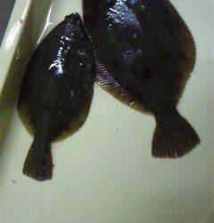 沖の北他でカレイ★青イソメを使っての投げ釣り