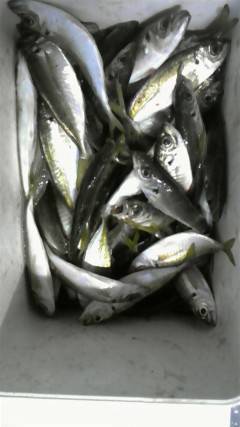 岸和田一文字、サビキで良型アジ・イワシ・サバの釣果☆