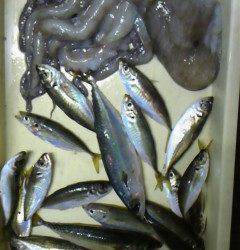 旧一文字赤灯で1.5キロのタコあがってます