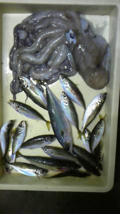 旧一文字赤灯で1.5キロのタコあがってます