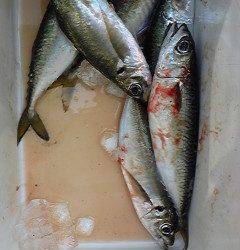 旧一文字赤灯 で30cmクラスのアジにサバ