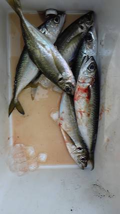 旧一文字赤灯 で30cmクラスのアジにサバ