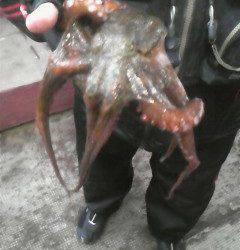 渡船を利用してのタコ釣り　〜岸和田旧一文字〜