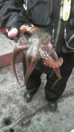 渡船を利用してのタコ釣り　〜岸和田旧一文字…