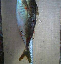 本日もデカアジが釣れています！一文字赤灯でサビキ