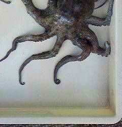 沖一文字北で、1.1kgのタコをエサはカニでＧＥＴ♪