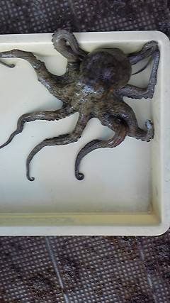 沖一文字北で、1.1kgのタコをエサはカニでＧＥＴ♪