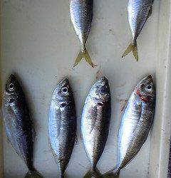 旧一文字赤灯、サビキでも良型アジ！