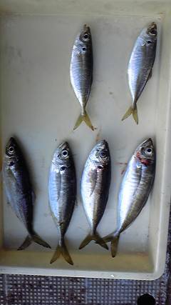 旧一文字赤灯、サビキでも良型アジ！