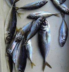 一文字赤灯でサビキ、良型のアジがぞくぞく！