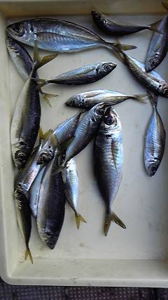 一文字赤灯でサビキ、良型のアジがぞくぞく！…