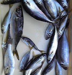 一文字赤灯でサビキ、良型のアジがぞくぞく！