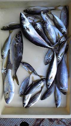 一文字赤灯でサビキ、良型のアジがぞくぞく！