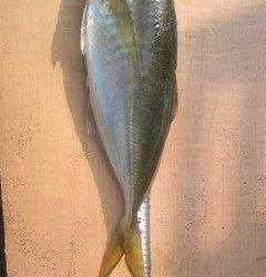 本日もアジ大漁です♪旧一文字赤灯でサビキ