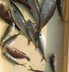 本日もアジ大漁です♪旧一文字赤灯でサビキ