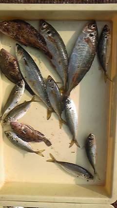 本日もアジ大漁です♪旧一文字赤灯でサビキ