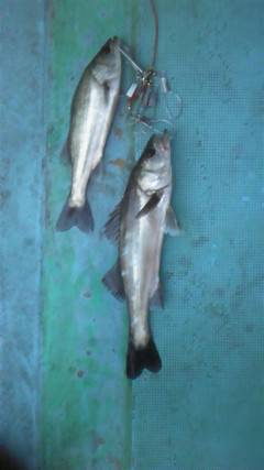 中波止3番でシラサのウキ釣り　セイゴにハネが釣れています