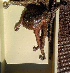 豚油をエサに1.5キロのタコＧＥＴ　〜沖一文字北〜