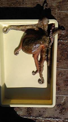 豚油をエサに1.5キロのタコＧＥＴ　〜沖一文字北〜