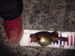 ポイント到着2時間後諦めかけた時に23.5cmのメバル！