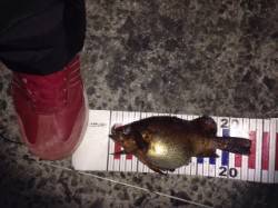 ポイント到着2時間後諦めかけた時に23.5…