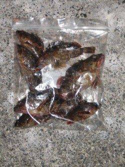 田尻漁港でガシリング、少し沖のかけ上がりで良型ガシラ